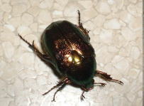 ELEc