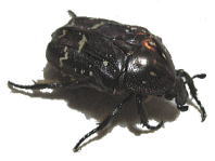 VzVniO