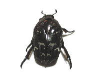 VzVniO