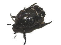VzVniO