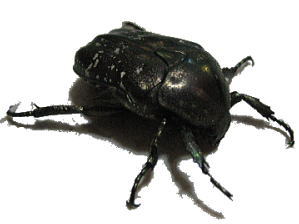 VeniO