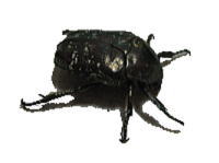 VeniO