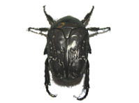 VeniO