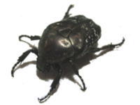 VeniO
