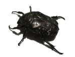 VeniO
