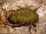 cnniO
