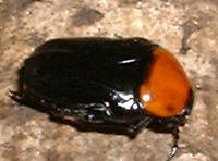 c`rniO