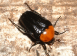 c`rniO