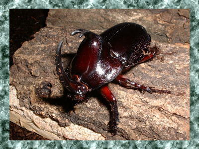 ♂1