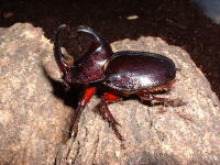♂2