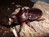 ♂3