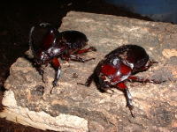 ♂と♀