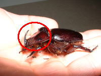 ♀