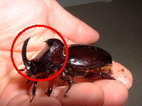 ♂