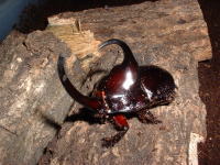 ♂3