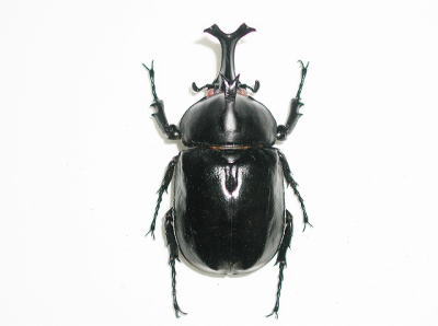 タイ産カブトムシ♂