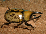 qX