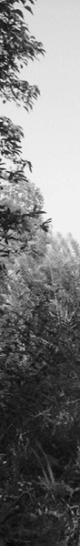 left-image