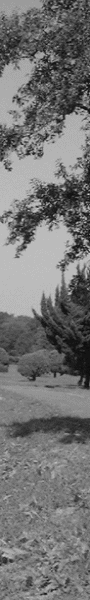 left-image
