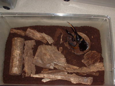 �Y���Z�b�g�̗l�q