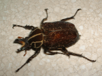 インカツノコガネ