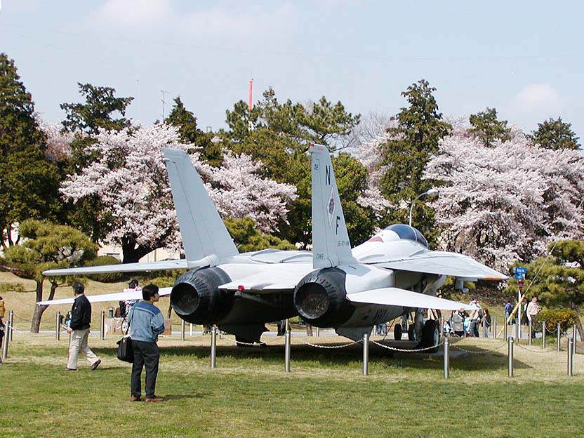 厚木基地桜祭り