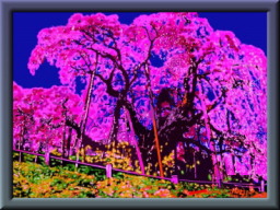絵画「三春の滝桜」