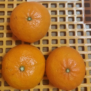 Â̋P