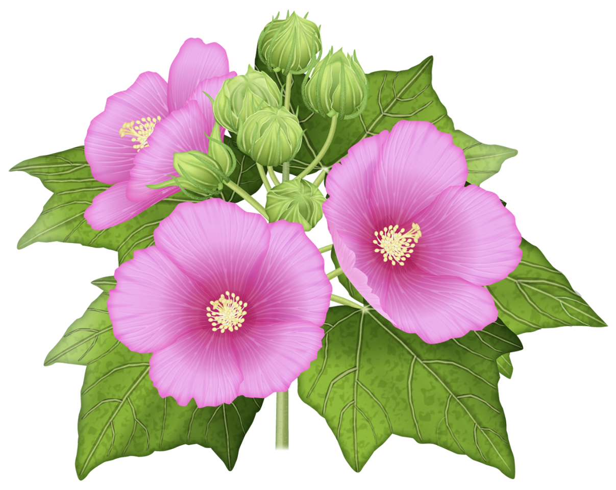 芙蓉の花