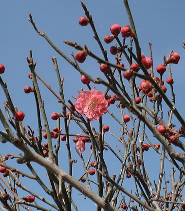 ようやく咲き始めた梅の花