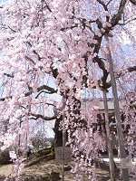 飯田の桜01