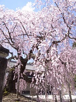 飯田の桜03