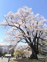 飯田の桜05