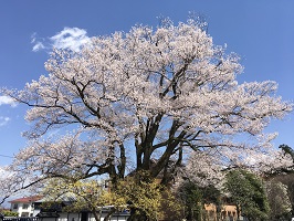 飯田の桜06