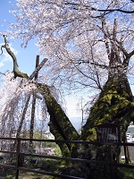 飯田の桜07