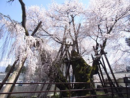 飯田の桜08