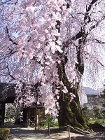 飯田の桜09