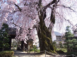 飯田の桜10