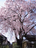 飯田の桜11