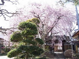 飯田の桜12