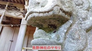熊野神社のヤモリ