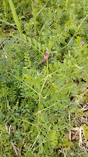 カラスノエンドウの花