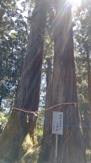 夫婦杉