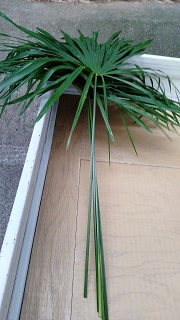 棕櫚の葉