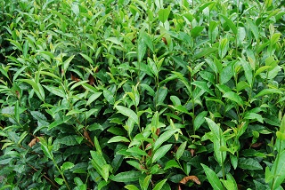 茶畑の新芽