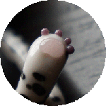 Snow Leopard back paw
