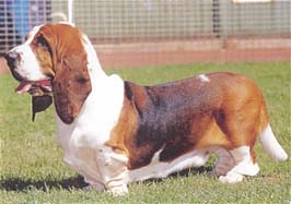 Jkc Basset Hound