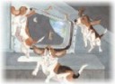 "On the space shuttle" Bassets in Space Series