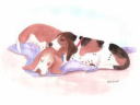 "Benny & Rufus napping"