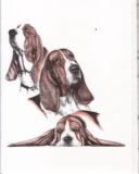 BASSET HOUND This "crook-Kneed"hound Boasts a long and celebrated history dating back to medieval monks.Pack hunters used on a variety of game including rabbit,pheasant,raccoon and even deer.Warm hearted,loving companions.Avg.Wt:50lbs.Ht:14"Coat:Short and amooth .Color:Black.white and tan or lemon and white-any hound color is accepted.